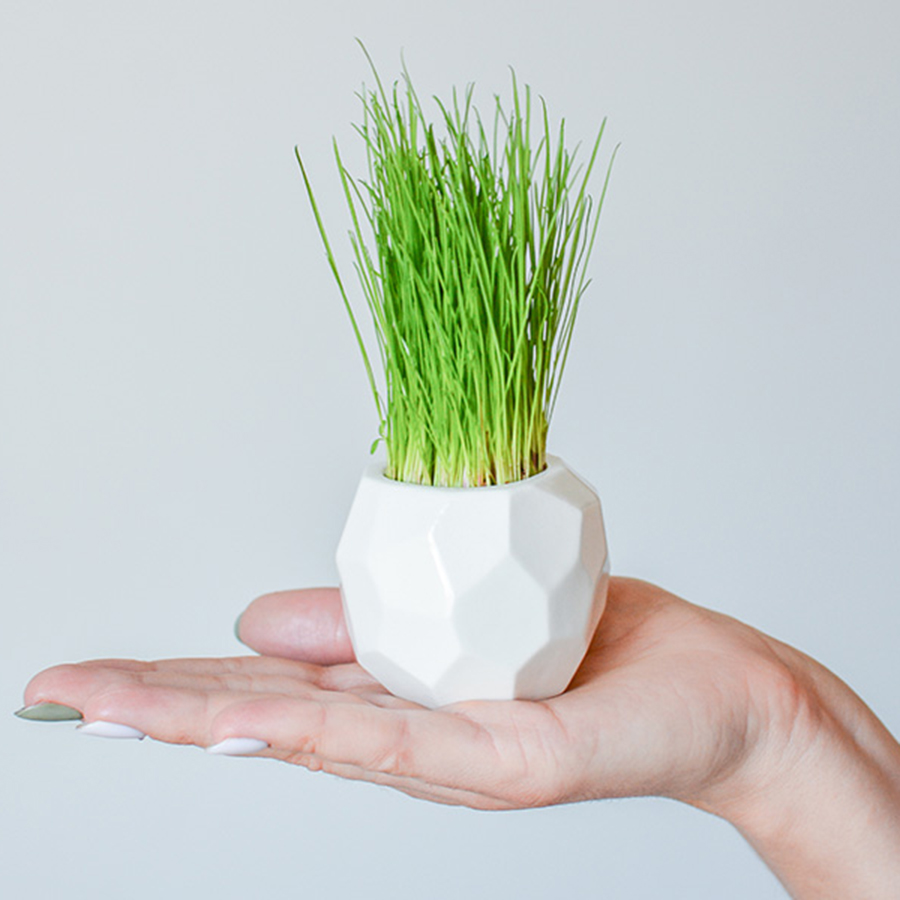 Экочеловеки Набор для выращивания eco мини-кашпо Камушек
