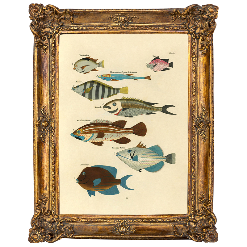 Постеры и Картины  Loft Concept Постер Fish Species в багетной раме
