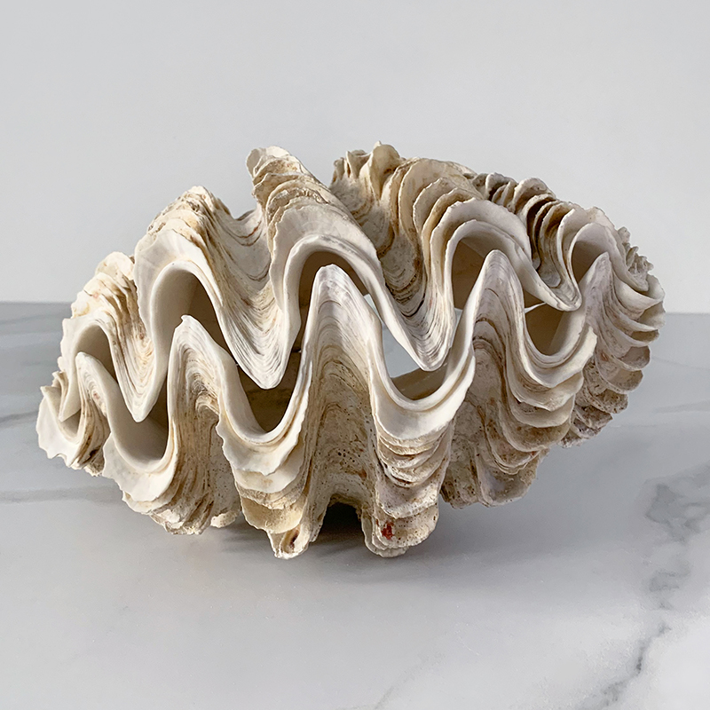 Статуэтка Tridacna Maxima Shell