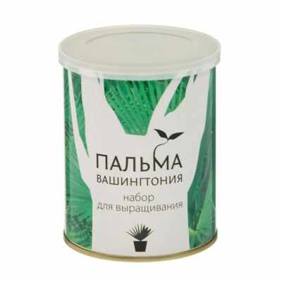 2099151 Растущая травка Растение в банке Пальма Вашингтония