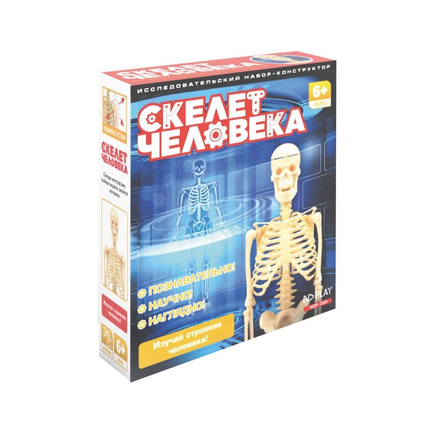 Исследовательский набор «Скелет человека»