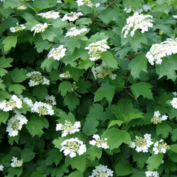   Поиск Калина обыкновенная (Viburnum opulus)