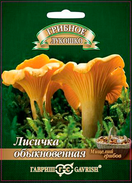  Семена Гавриш Гриб Лисичка Обыкновенная на зерновом субстрате, 15 мл