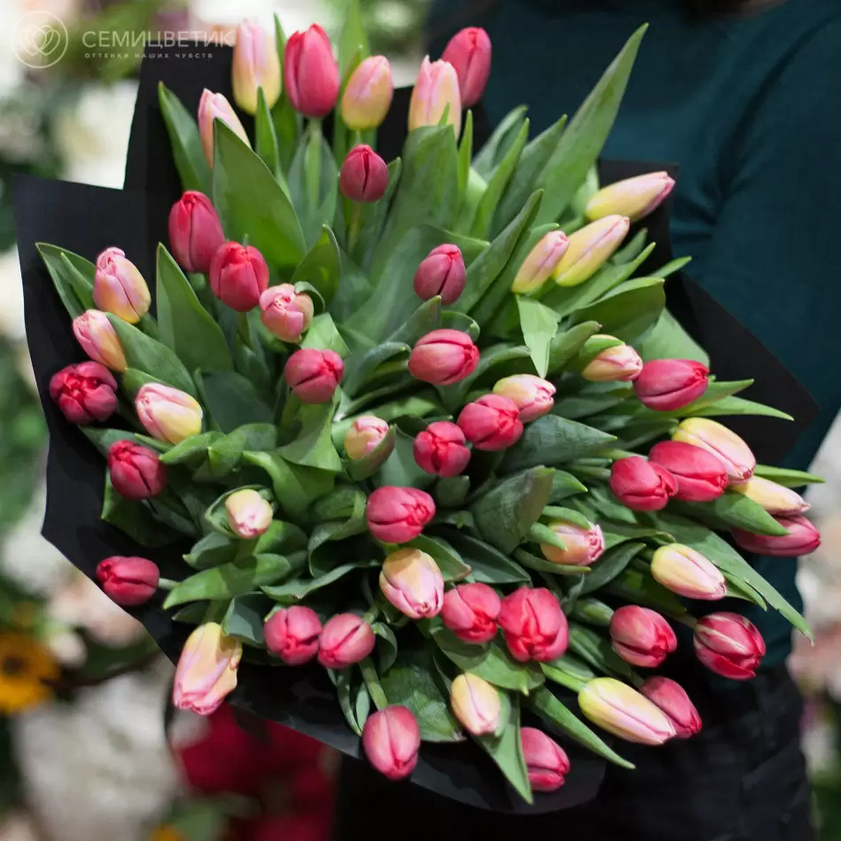 51 красный и розовый тюльпан