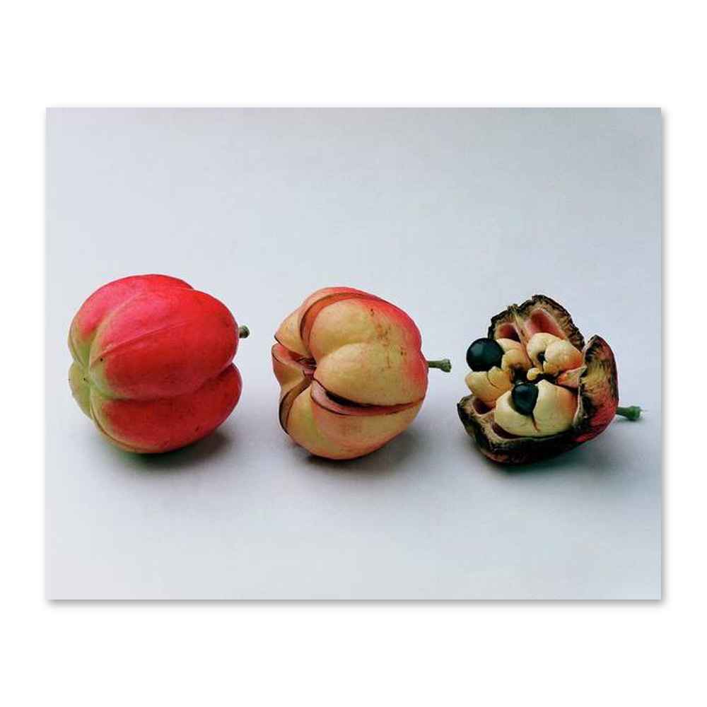 Ackee Fruit Development Постер 122 x 96,5 см