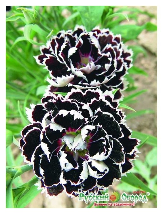 Семена. цветы. гвоздика гибридная Черное и белое (50 штук)
