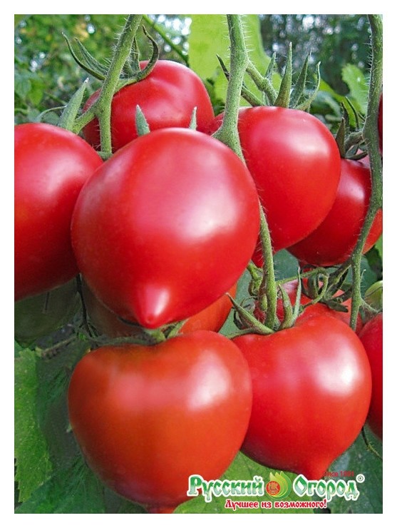 Семена. томат юбилейный Тарасенко (Вес: 0,1 г)