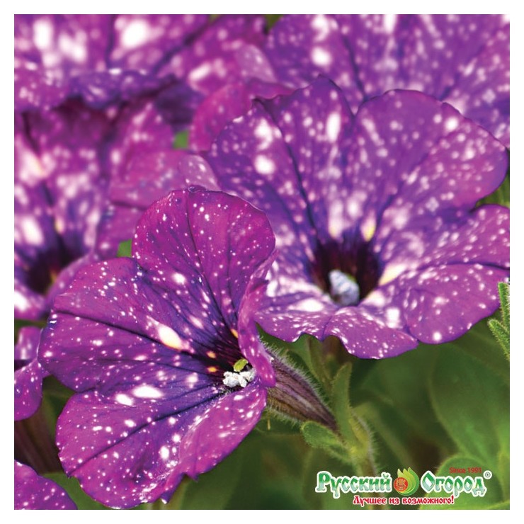Семена. цветы. петуния F1 Фиолетовый леопард (5 штук)