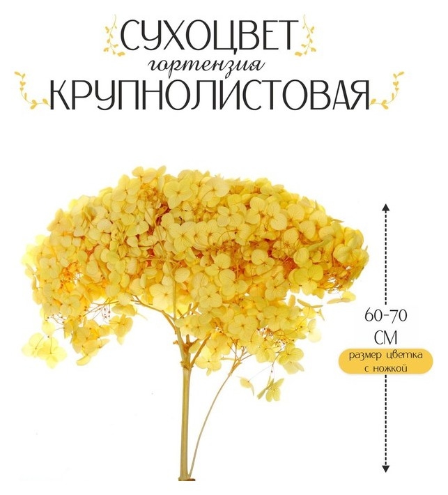 Сухоцвет «Гортензия крупнолистовая», жёлтая, 1 веточка 60 - 70 см в упаковке