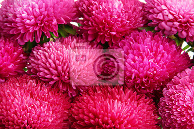 Розовый aster цветы, макро, 30×20 см, на бумаге