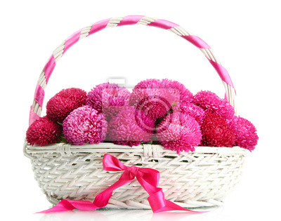 Розовый aster цветы в корзине, изолированных на белом, 25×20 см, на бумаге