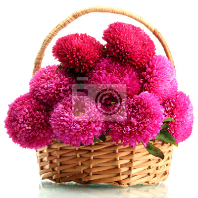 Розовый aster цветы в корзине, изолированных на белом, 20×20 см, на бумаге