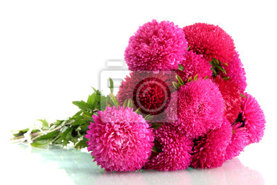 Розовый aster цветы, изолированных на белом, 30×20 см, на бумаге