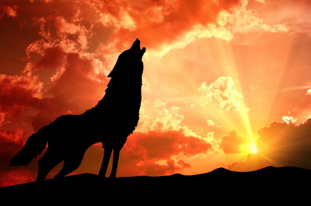 Волк на фоне заката