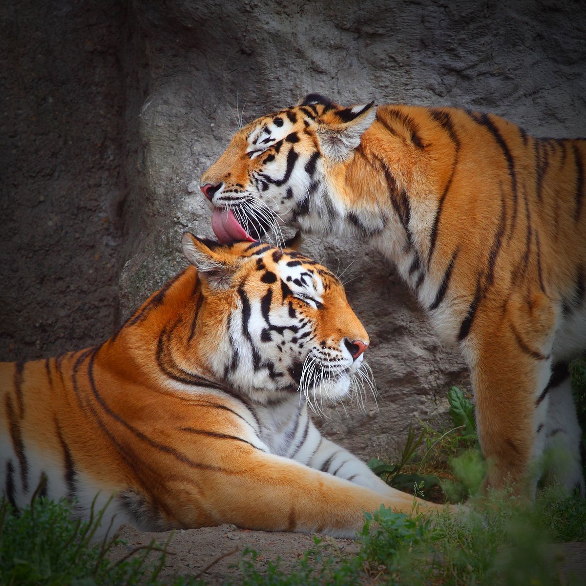 Любовь у тигров в природе