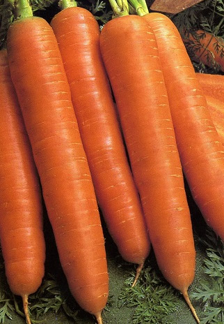 Семена моркови Морковь Рогнеда (2 гр.)