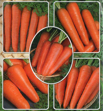 Семена моркови  Русские Семена Морковь Семь Красавиц (смесь лучших сортов) 2 гр.