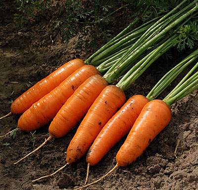 Семена моркови  Русские Семена Морковь Шантенэ Роял (2 гр.)