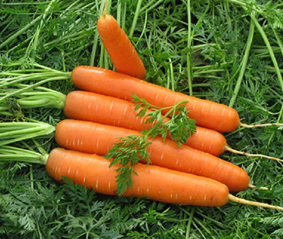 Семена моркови Морковь Долянка (2 гр.)