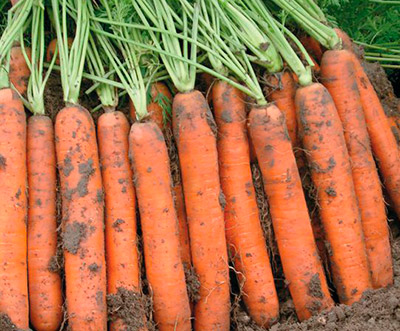 Семена моркови Морковь Наполи F1 (0,5 гр.)