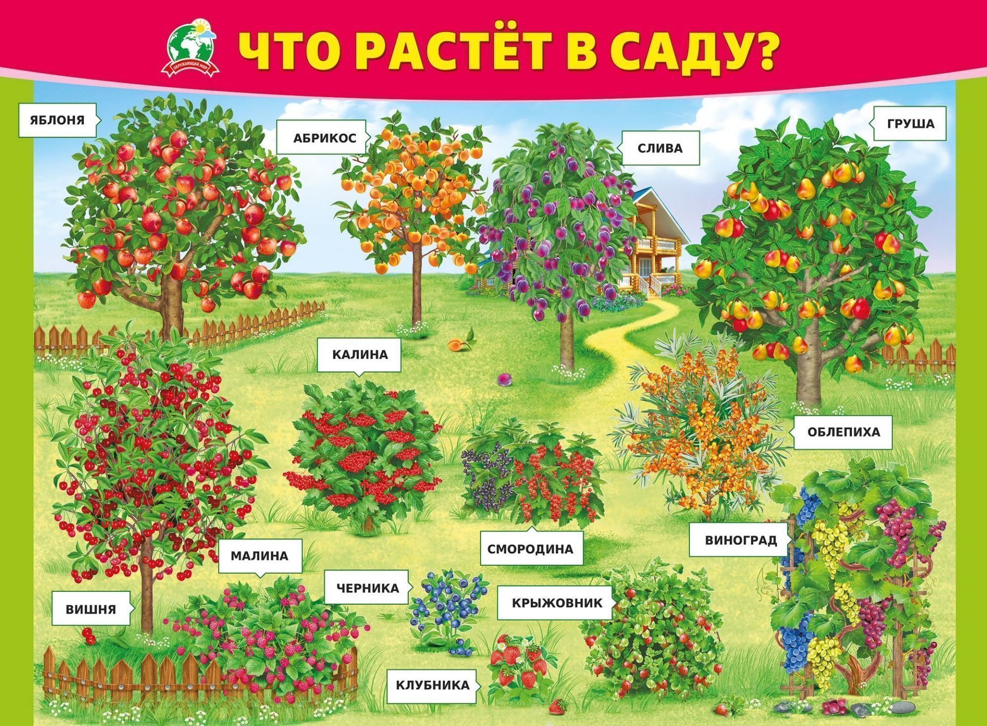 Плакат Что растёт в саду?